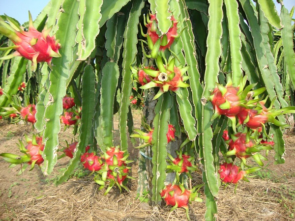 6. Quả thanh long, cây thanh long trông giống như xương rồng và chỉ nở hoa vào ban đêm. Thanh long phổ biến ở nhiều nước và nó có nguồn gốc từ Mexico.